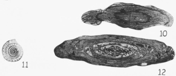 Triticites secalicus var. primarius Merchant & Keroher, 1939 Triticites secalicus var. primarius Merchant & Keroher, 1939