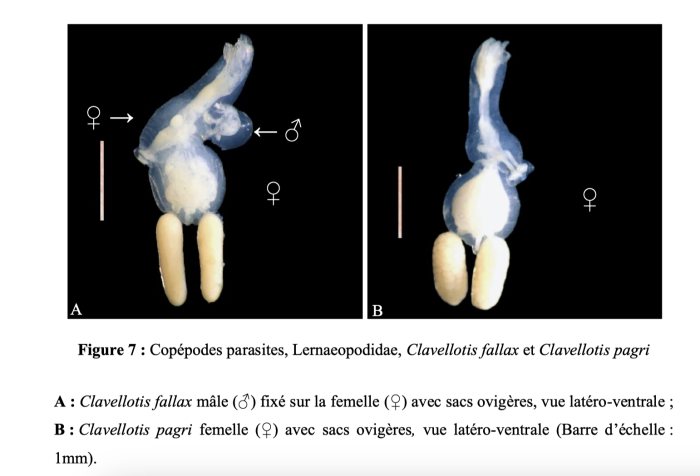 Clavellotis fallax &amp; Clavellotis pagri