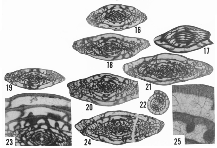 Triticites asperoides Ross, 1965 Triticites asperoides Ross, 1965