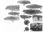 Triticites confertoides Ross, 1965