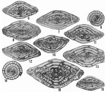 Triticites whetstonensis Ross & Tyrrell, 1965