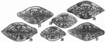 Triticites bensonensis Ross & Tyrrell, 1965