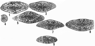 Triticites mcgrewensis Ross & Tyrrell, 1965, author: Le Coze, François