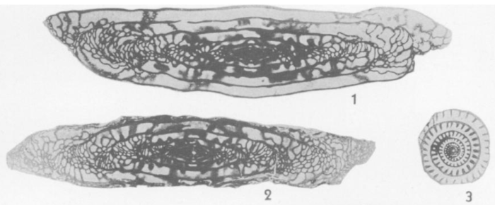 Triticites ohioensis Thompson, 1936 Triticites ohioensis Thompson, 1936