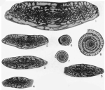Triticites iatensis Thompson, 1957