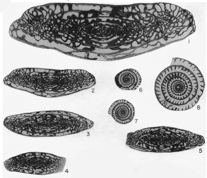 Triticites iatensis Thompson, 1957 Triticites iatensis Thompson, 1957