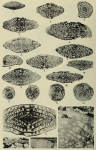 Fusulina haworthi (Beede, 1916) em. Dunbar & Henbest, 1942