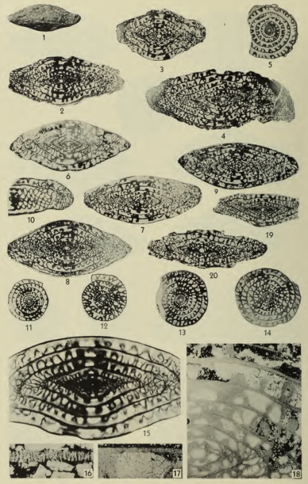 Fusulina haworthi (Beede, 1916) em. Dunbar & Henbest, 1942 Fusulina haworthi (Beede, 1916) em. Dunbar & Henbest, 1942