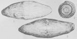 Wedekindella excentrica Roth & Skinner, 1930