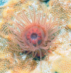 Staurocladia charcoti