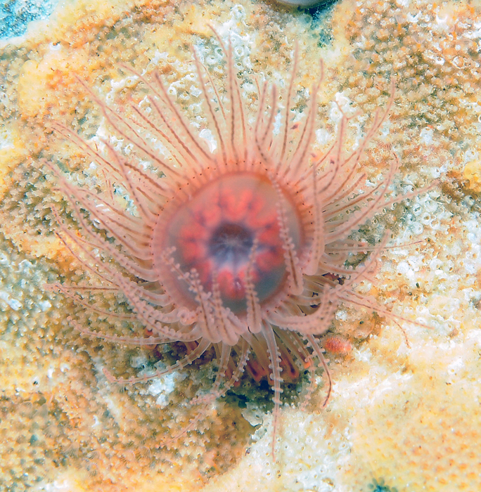 Staurocladia charcoti Staurocladia charcoti