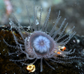 Staurocladia charcoti