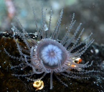 Staurocladia charcoti