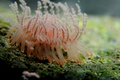 Staurocladia charcoti