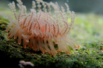 Staurocladia charcoti