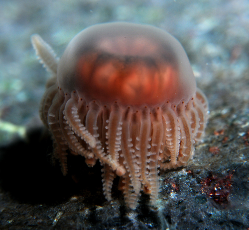 Staurocladia charcoti