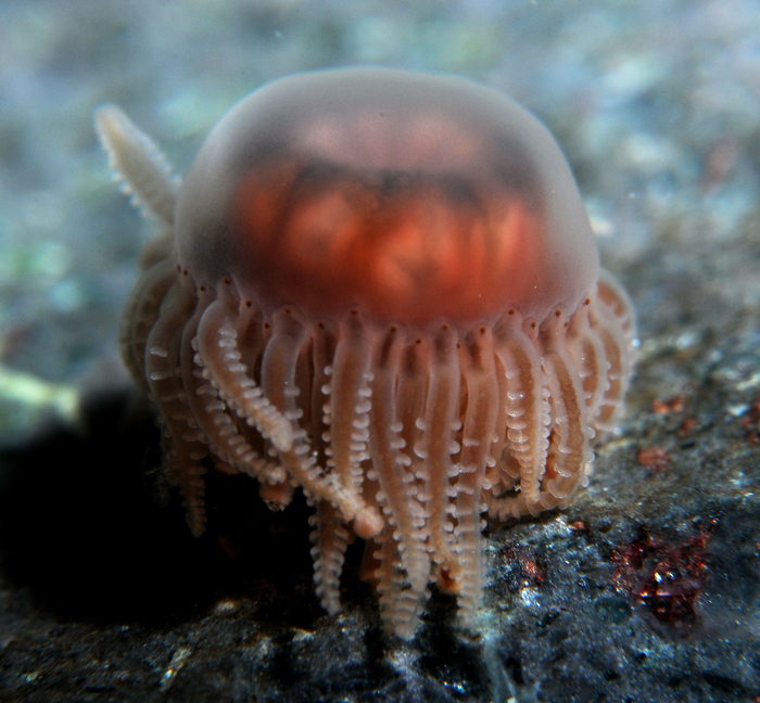 Staurocladia charcoti Staurocladia charcoti