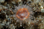 Staurocladia vallentini
