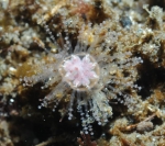 Staurocladia vallentini