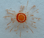 Staurocladia vallentini