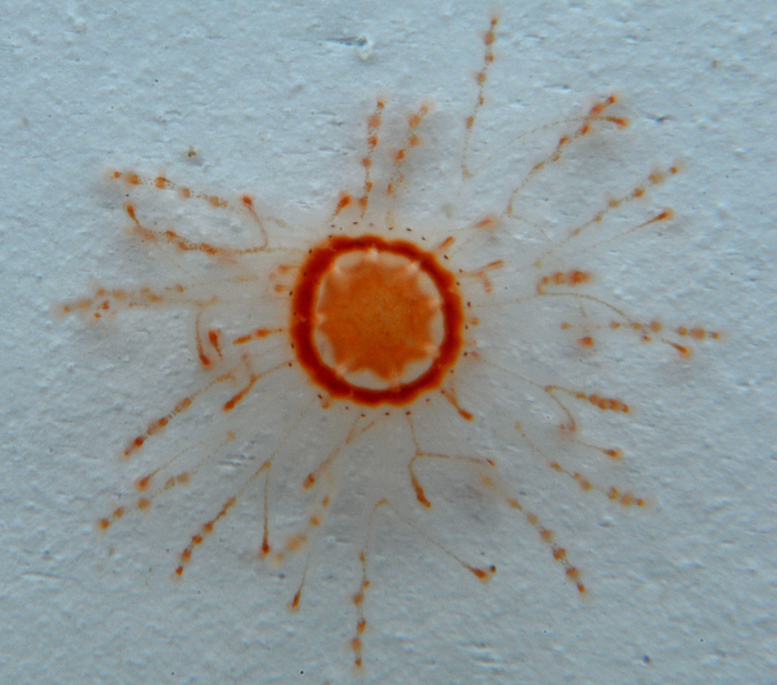 Staurocladia vallentini Staurocladia vallentini