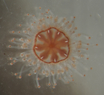 Staurocladia vallentini