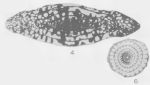 Fusulina leei Skinner, 1931