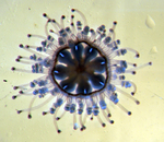 Staurocladia vallentini