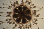 Staurocladia vallentini