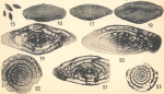 Triticites subventricosus Dunbar & Skinner, 1937