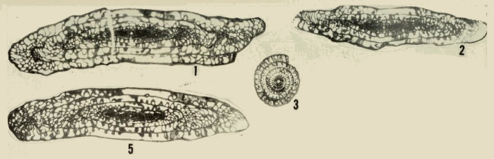 Triticites comptus Ross, 1959 Triticites comptus Ross, 1959