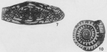 Triticites newelli Burma, 1942