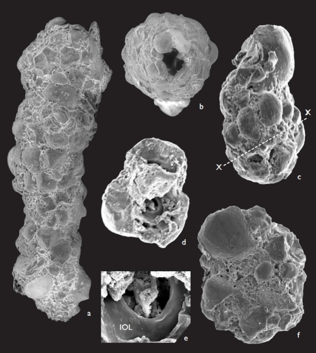 Ammobaculites yardiensis Parker, 2009 Ammobaculites yardiensis Parker, 2009