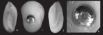 Quinqueloculina myagmarsuren Parker, 2009
