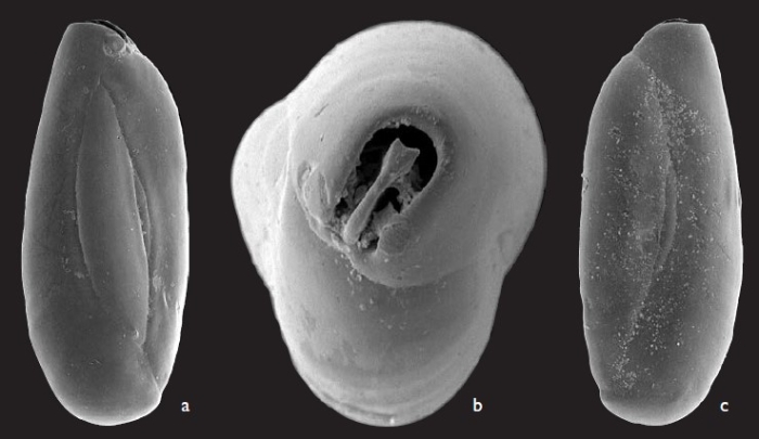 Quinqueloculina tantabiddyensis Parker, 2009 Quinqueloculina tantabiddyensis Parker, 2009