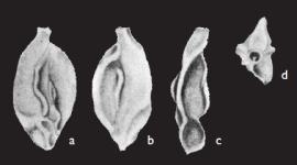 Quinqueloculina zhengi Parker, 2009, author: Consorti, Lorenzo