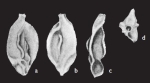 Quinqueloculina zhengi Parker, 2009