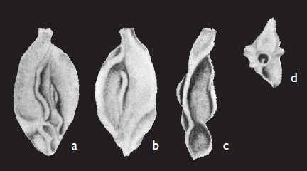 Quinqueloculina zhengi Parker, 2009