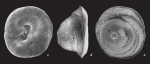 Ungulatelloides cardabiaensis Parker, 2009