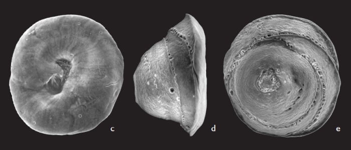 Ungulatelloides cardabiaensis Parker, 2009 Ungulatelloides cardabiaensis Parker, 2009