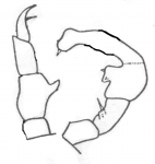 heterothrix
