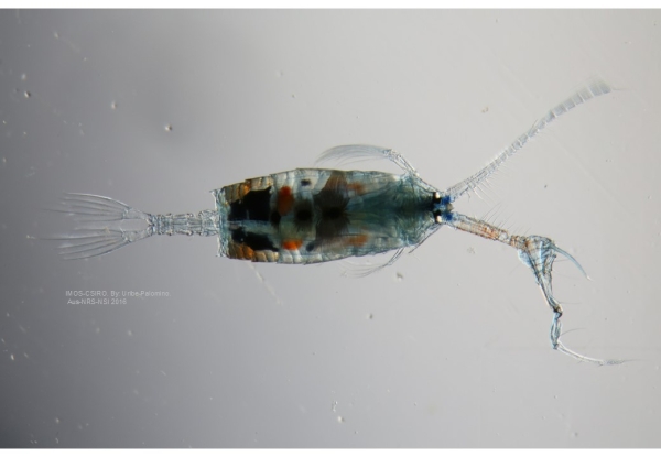 Potella_cristata_m_NSI2016