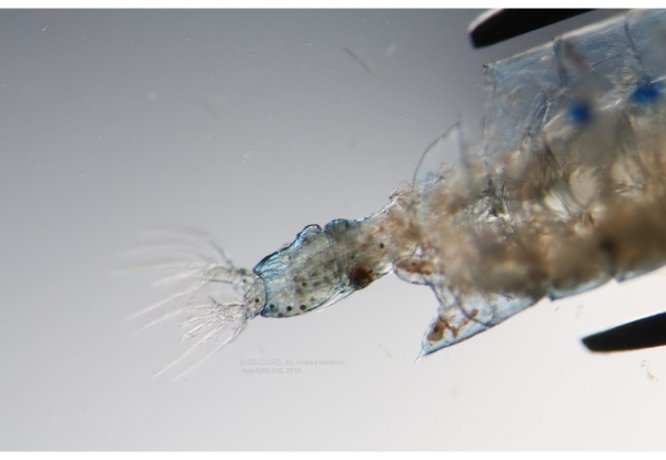 Pontella_cristata F