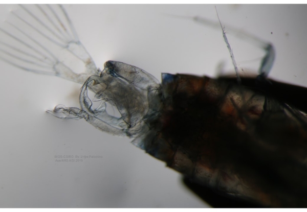 Pontella_cristata M