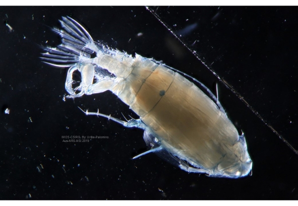Pontella_cristata M