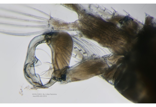 Pontella_cristata M