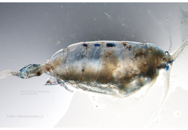 Pontella_cristata F