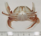 Liocarcinus holsatus (Fabricius, 1798), author: IMARES