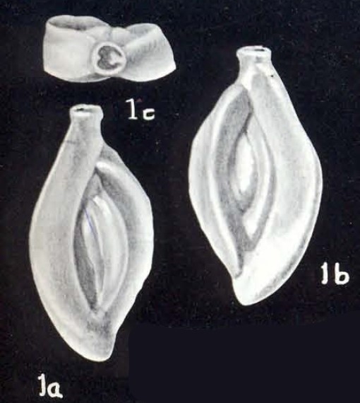 Spiroloculina subcommunis McCulloch, 1981 Spiroloculina subcommunis McCulloch, 1981