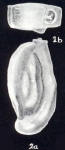 Quinqueloculina (?) trinidadiana McCulloch, 1981